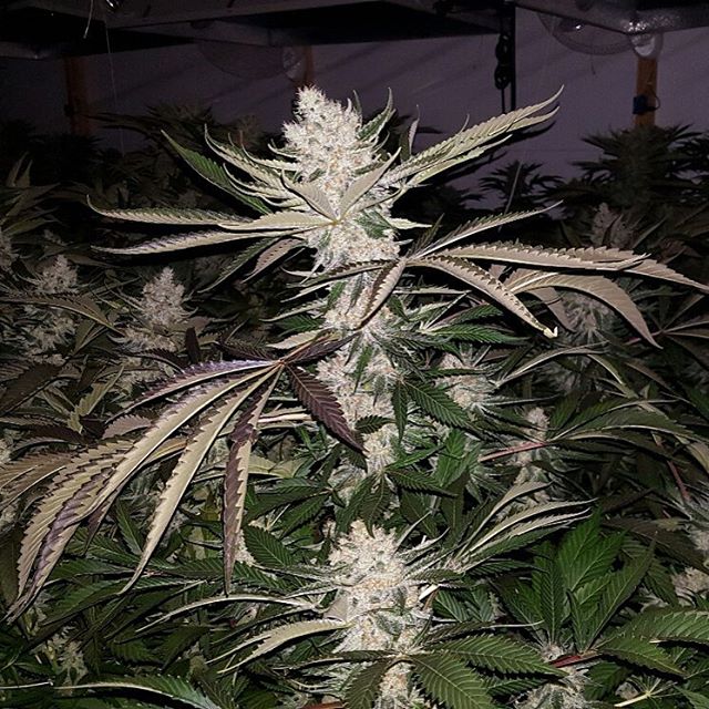 SamsaraSeeds's tweet image. #GreenLovePotion
PicS by #DocCroc farms