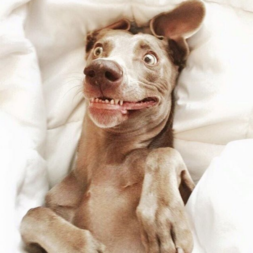 craypetz's tweet photo. 17 Dogs Who Need To Talk About Last Night https://t.co/xk1YenEiwX #pets #doglover https://t.co/WyL0H20Lph
