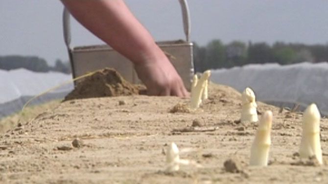 Sint-#Katelijne-Waver - Eerste asperges van het jaar geveild ten voordele van To Walk Again deredactie.be/cm/vrtnieuws/b…