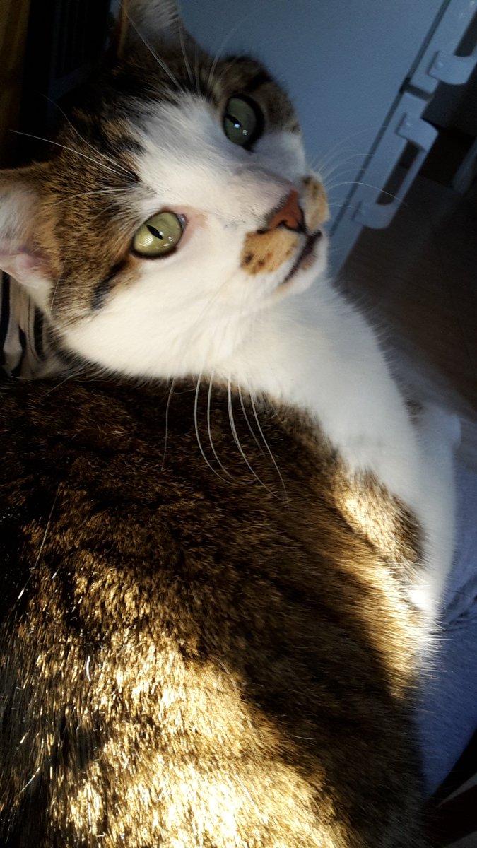 CeshireChat's tweet photo. Studying like: cookies & coke at the ready, everything set. And then. Cat happens. #whatchalookinat #petmehuman #now https://t.co/fzh18XxHZ4