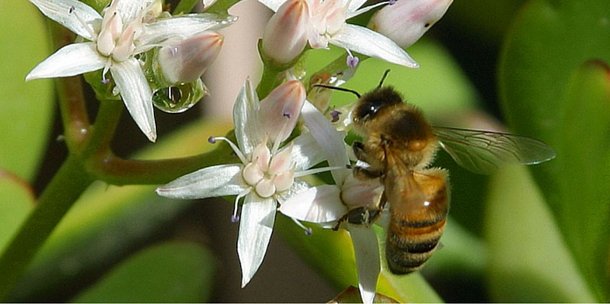 c/ les faits, c/ la science, Sénat refuse d'interdire pesticides néonicotinoïdes #LoiBiodiv goo.gl/QaIJqf