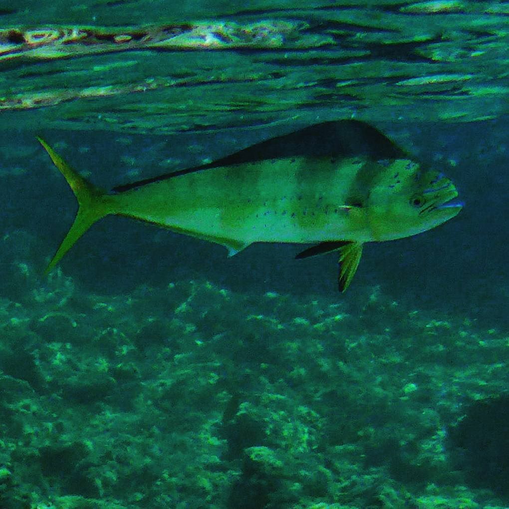 ParadiseCoveStt's tweet photo. underwater.dora shares: 🐟 Ελλάδα #Αιγαίο #θάλασσα #βραχια #βυθος #κυνηγος #λαγος #λαπορδα #υποβρύχιαζωη #υποβρύχιαφ… https://t.co/FW2dPKfuQx
