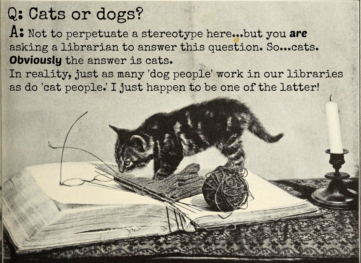 RBHouseUL's tweet photo. For more on the library+cat love story: https://t.co/Jrw4Pj06g6 #uncRCOW #cats #sorrynotsorrydogs https://t.co/stA07OEA5B