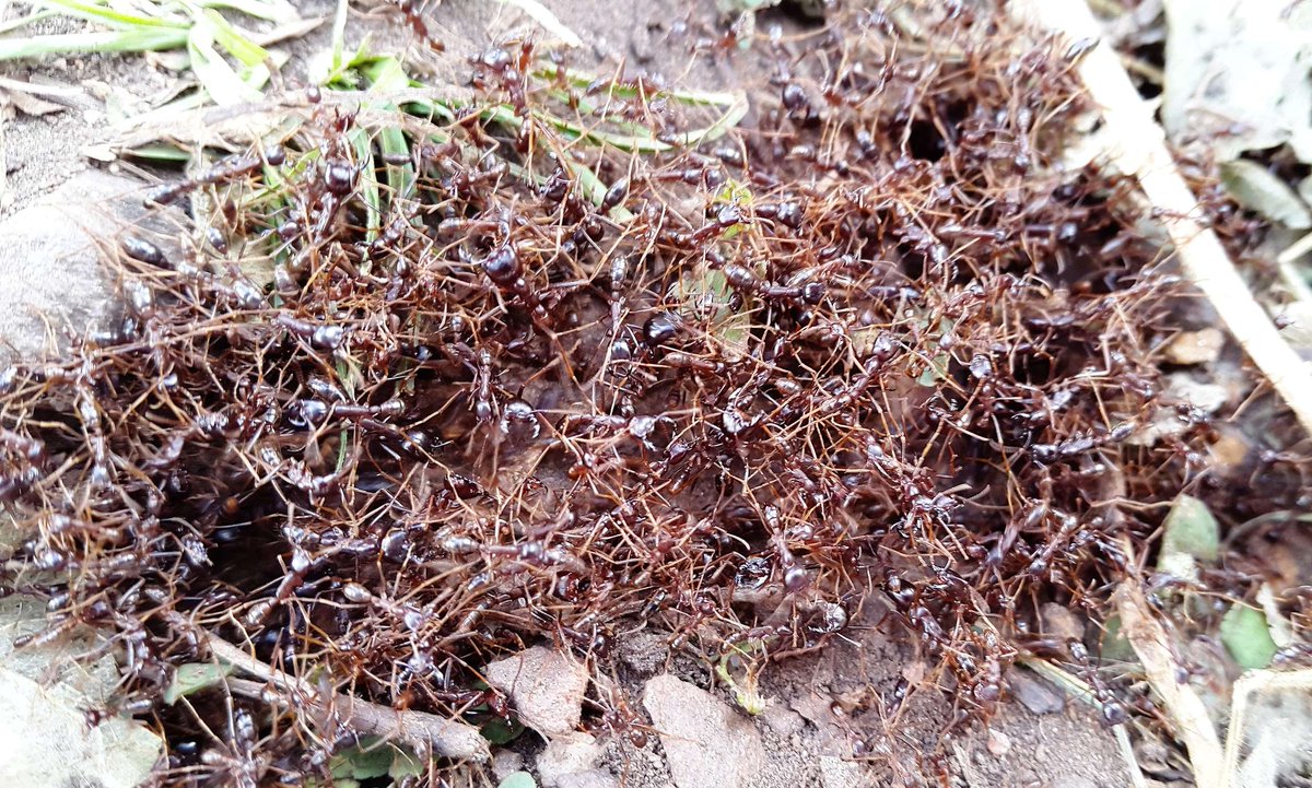 Toganim's tweet photo. Attention à ne jamais marcher sur ces terribles fourmis rouges: la morsure est terrible #westafrica #fourmi #togo https://t.co/L329znVVjz