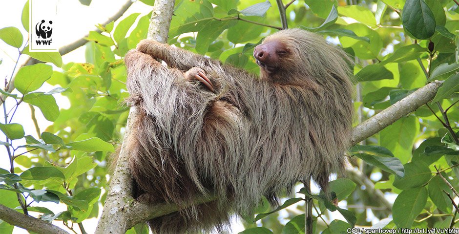 WWF_Deutschland's tweet photo. Einfach mal die Seele baumeln lassen – jetzt ist Wochenende!
#chillax #TGIF #weekend https://t.co/twEVSZVxNF