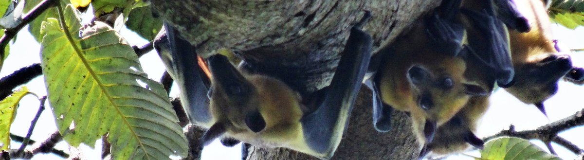 Toganim's tweet photo. Chauve souris de la région de Kpalimé , inoffensives et frugivores @mammals #togo #chauvesouris https://t.co/L9e2tj3aEn