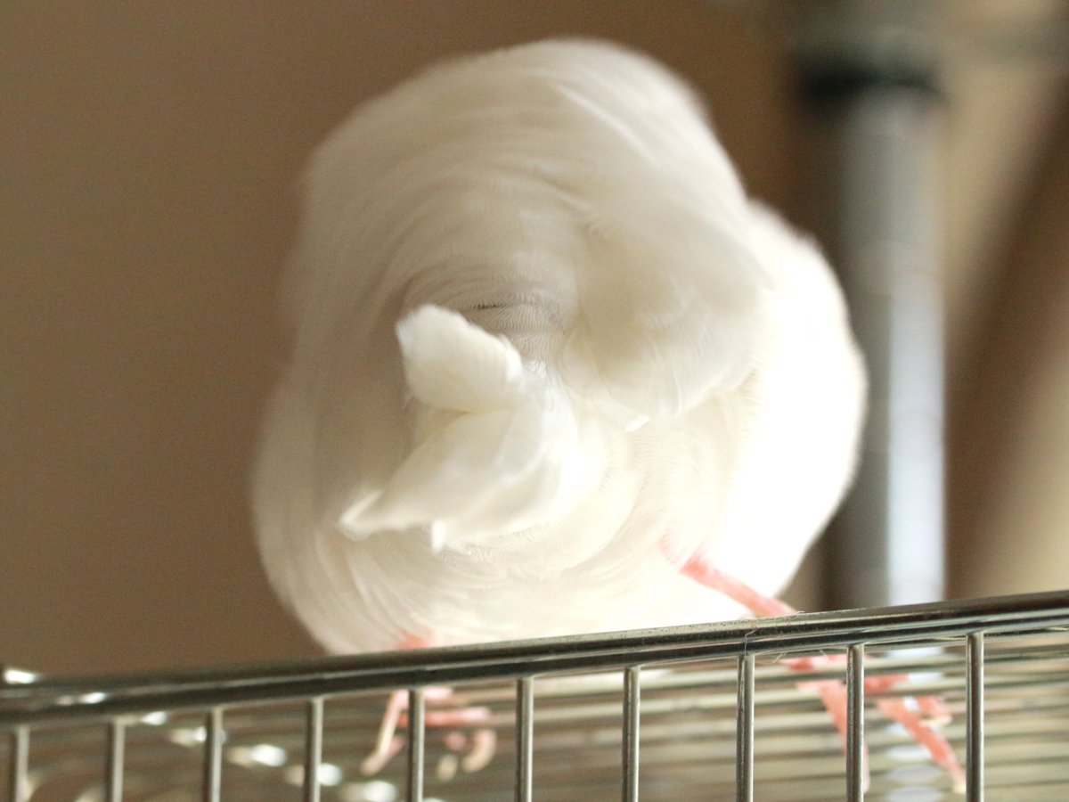 食べ物に似てる文鳥さんでフォロワーさんのお腹を空かせる Twitter Search 食べ物に似てる文鳥さんでフォロワーさんのお腹を空かせる Twitter Search