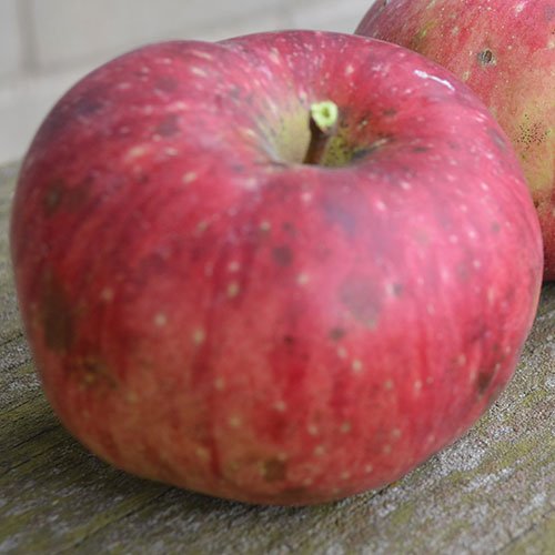 20 of our favorite heritage apples custom-grafted for you!
Orders by March 1, 2016. goo.gl/BSIhBw