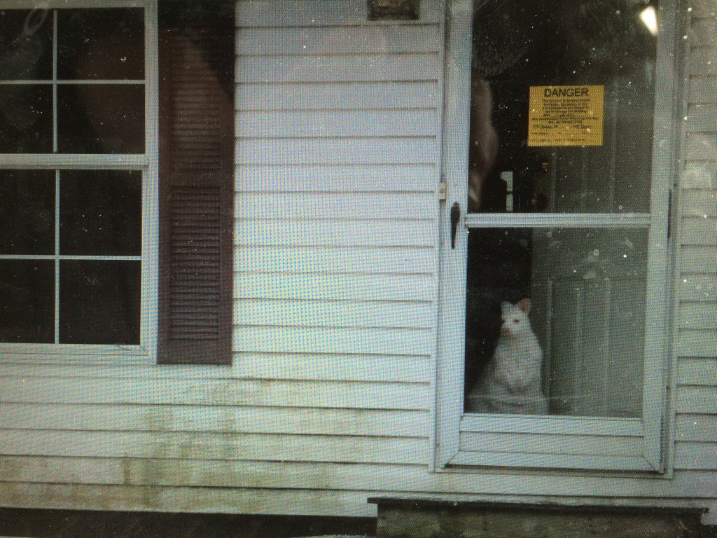 Yes, that's a wallaby at the front door. Exotic animals in Mottville. Binder park zoo here to rescue.