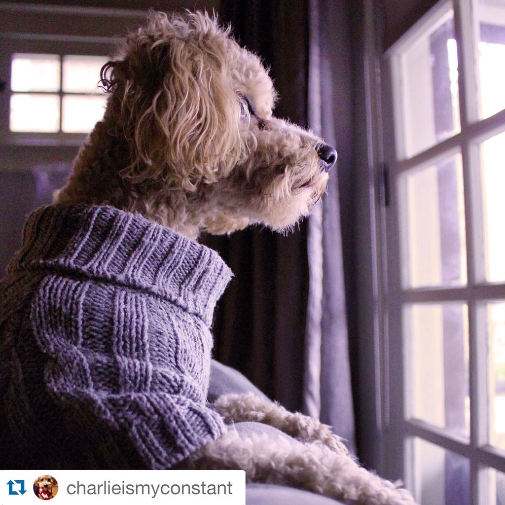 Waiting for the weekend like... ⏰🙏🏻🎉 // #ootd: fabdog® Pocket Cable Knit Heather Gray // #fashion #dogs #tgif #presh