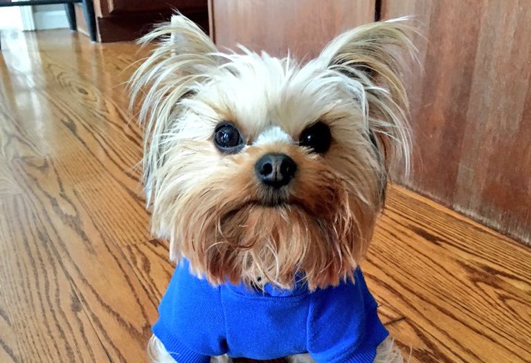 ImDashTV's tweet photo. @JackTheCEO How's The Weather Is it still snowing ? Where your at 🐶 @JerkyXP #jacksteam https://t.co/OT09ReWYZK