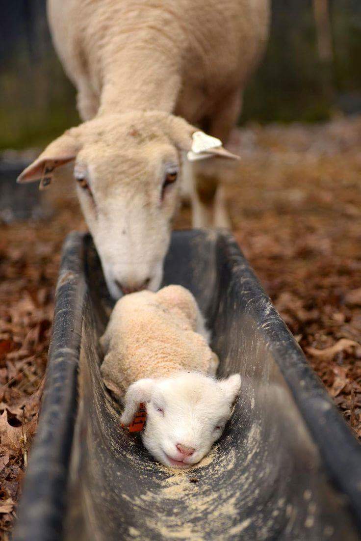 "It's the weekend, mum! I'm allowed a lie in.." #sheep365 #HappyFriday