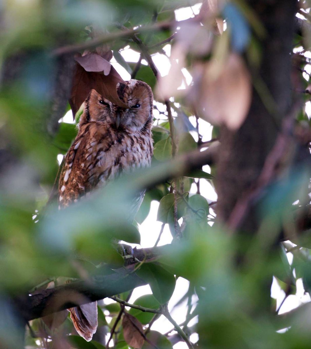 RoyalFamily's tweet image. 🎵Every hoot you make, owl be watching you🎵

Spotted in the Gardens of Buckingham Palace...