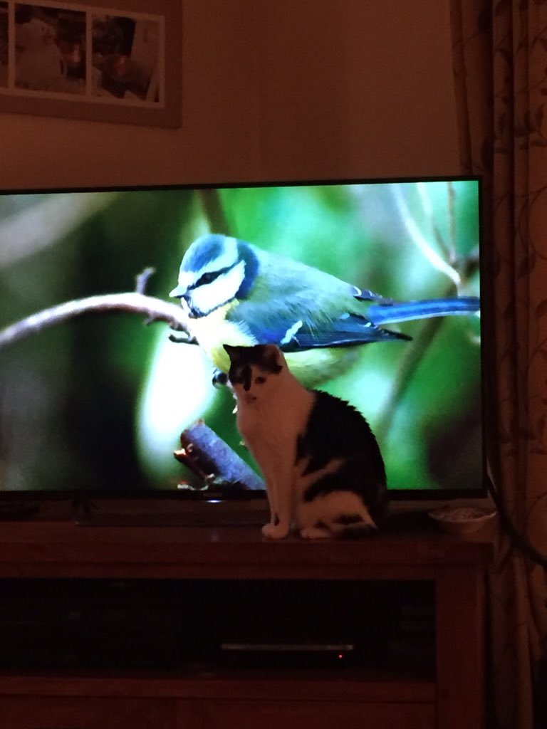 LynnePatrick2's tweet photo. #Winterwatch https://t.co/c4zRGjUzTa