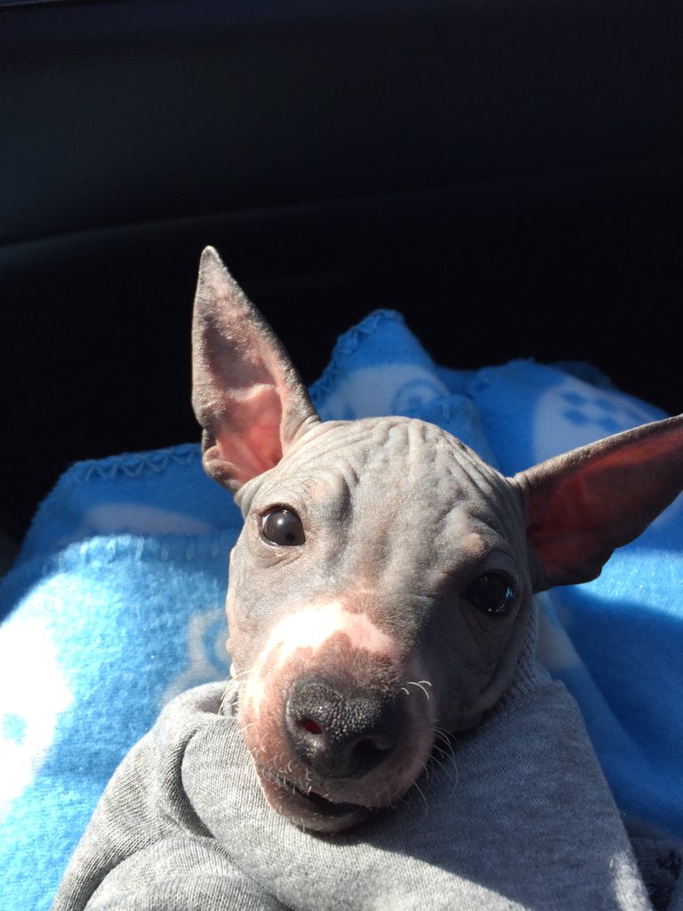 chiisai1's tweet image. The new little man. #AmericanHairlessTerrier  #INeedNames