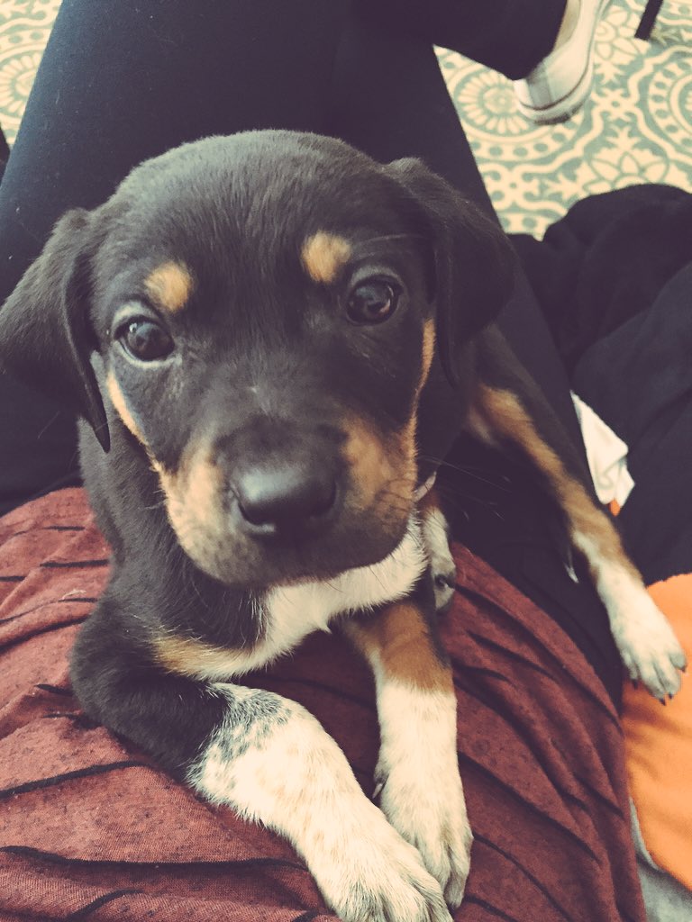 Rena Croom tweet media