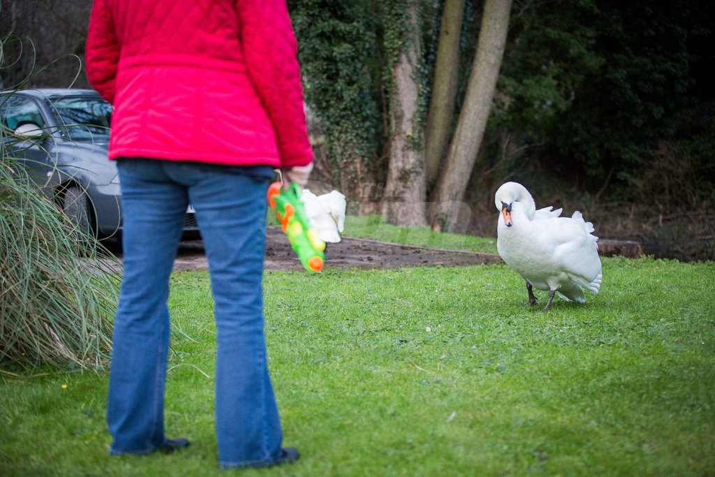 Pensioners arm themselves with water guns to fight off terror of SWANS thesun.uk/6018BZ3nu