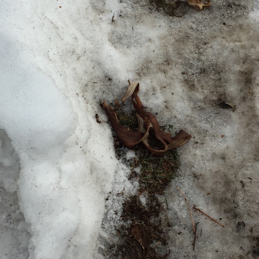 Banana skin on ice. I think someone's out to get me.