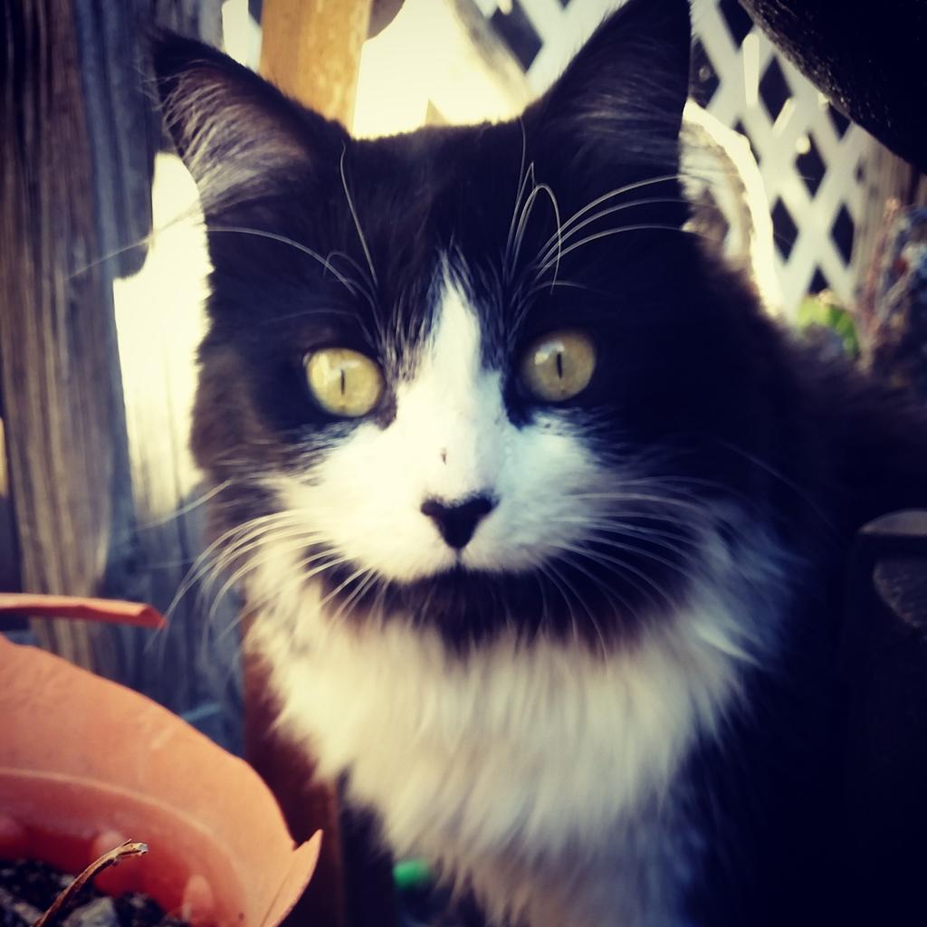 GenericJeric's tweet photo. Hangin in the garden with Baby Monster this morn. #morningcoffee #tuxedocat #bigeyes #blackandwhite #gardencreature https://t.co/g2680u2sgY