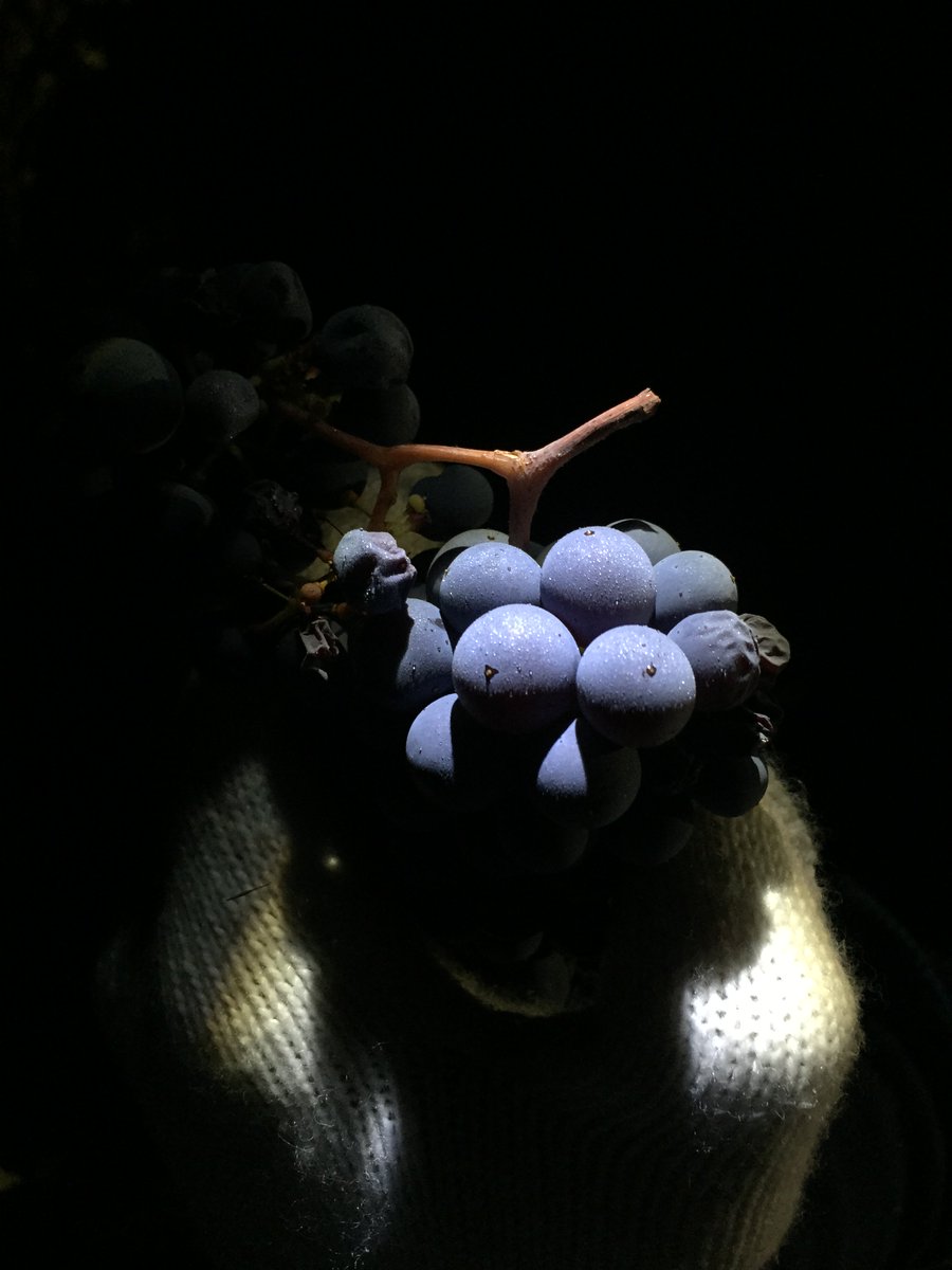 Harvesting grapes before the sun comes up. #lastharvest