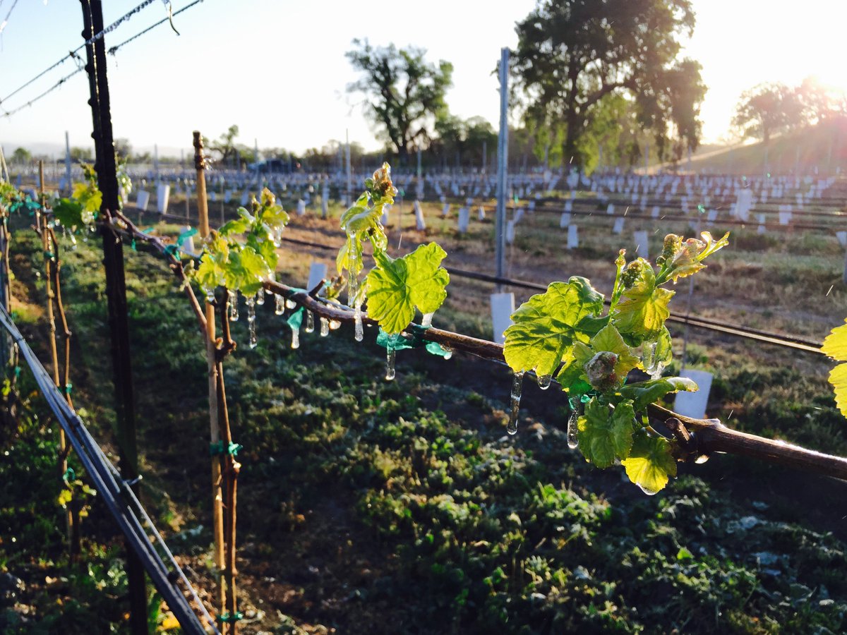 Vines coming to life! #2015
