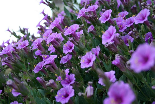 PlanetGreen's tweet image. It's garden planning time -- 28 native plants for your moonlight garden bit.ly/1SOnRQ6