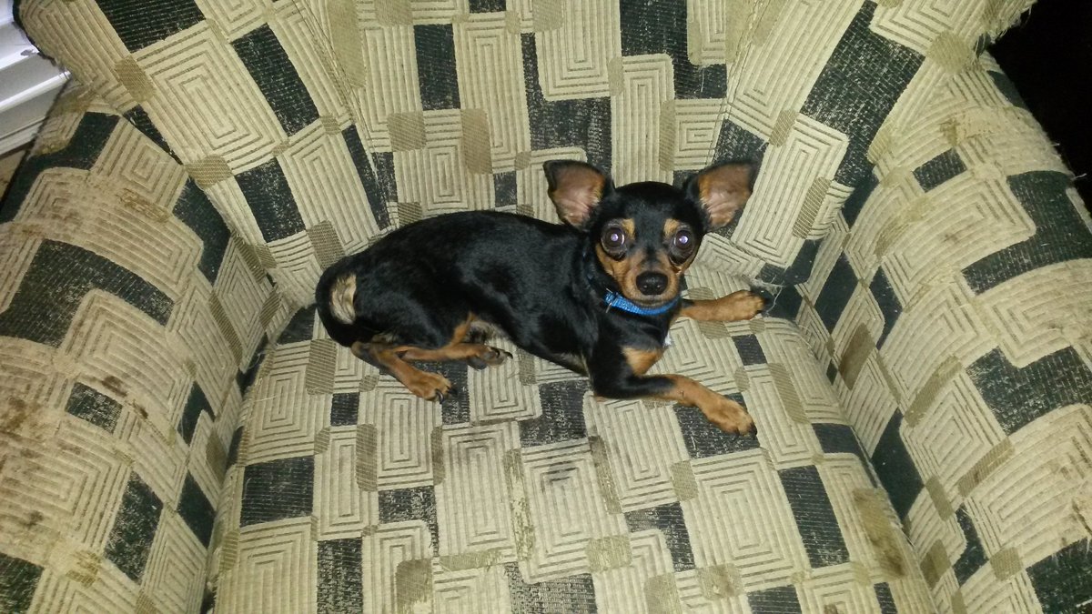 Hfmbears's tweet photo. Please Help!! Mr. Snicker Doo dug out yesterday 5:45pm Fair Oaks Ranch TX 78015. Please help me find him #snickerdoo https://t.co/sz8KcqQYZs