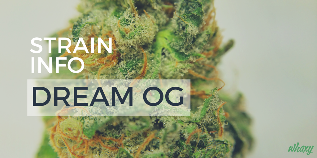 whaxyapp's tweet photo. This Hybrid Strain Promotes #Relaxation, Boost Moods and Increases #Appetite - https://t.co/AnWgG97e2j #DreamOG https://t.co/aCgxuCMn7n