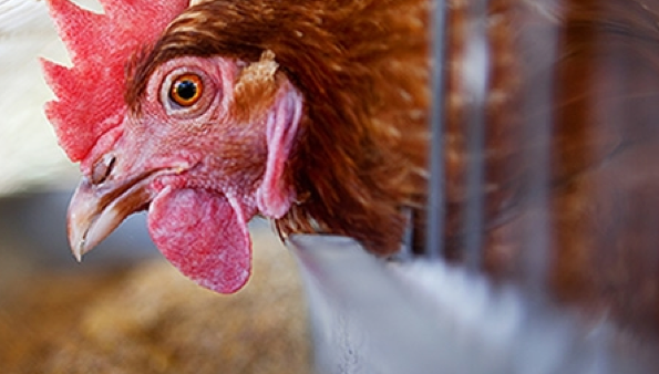 SAFEnewzealand's tweet photo. Drop Countdown a message &amp; let them know you care about hens! Ask them to go cage free! https://t.co/4UAVne23c1 https://t.co/tizOWyaHUG