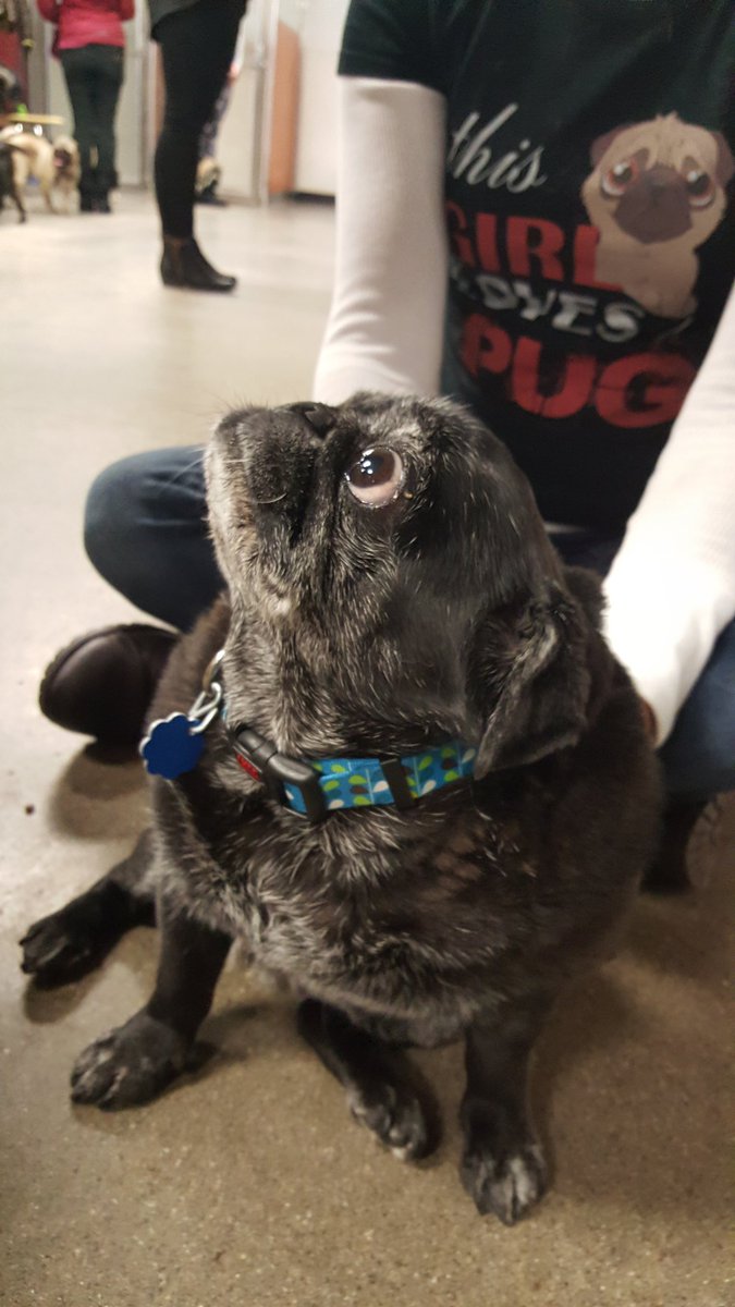 An 18 year old sweetie that was at the pug meet up yesterday.