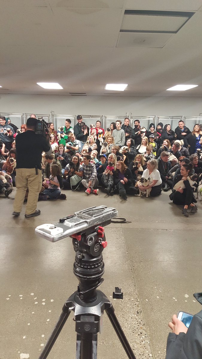 Part of the gang from the pug meet up