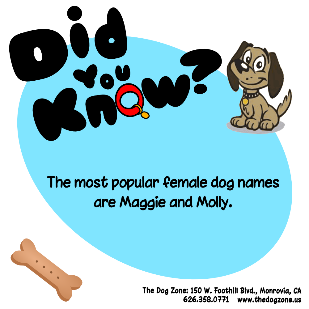 TheDogZone's tweet photo. Popular lady names... https://t.co/zLNEsdpkV1