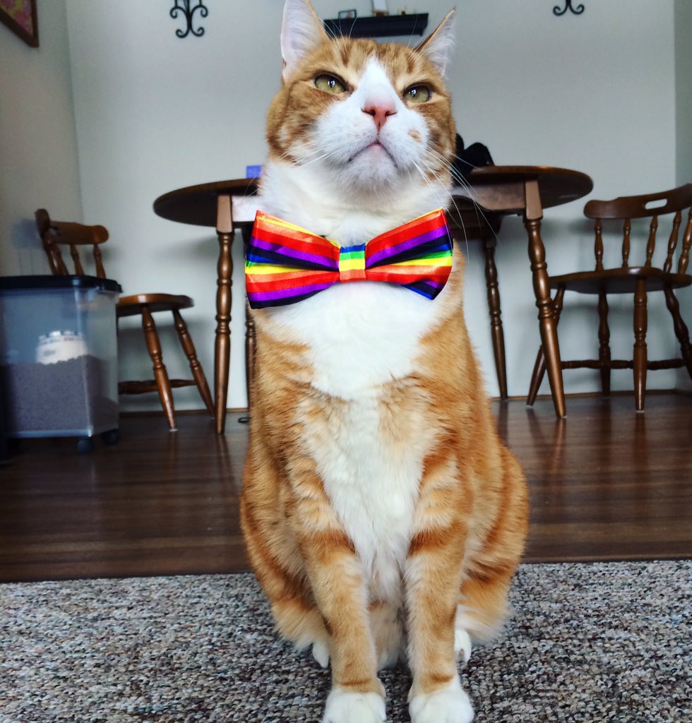 OliverTaco's tweet photo. 🎶 I'm so fancy. Thanks to @fivebelow 🎶 #Fancy #FancyTaco #FiveBelow https://t.co/zA0z6U7pe5