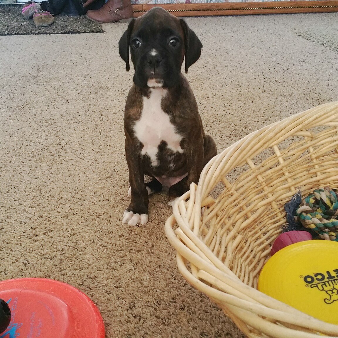Kloud9Boxers's tweet photo. As soon as he sees the camera he freezes ...lol 😄😃 #kloud9boxers #boxerpuppy #pets #dogs #puppies #camerashy #love https://t.co/BUzmjOWXyJ