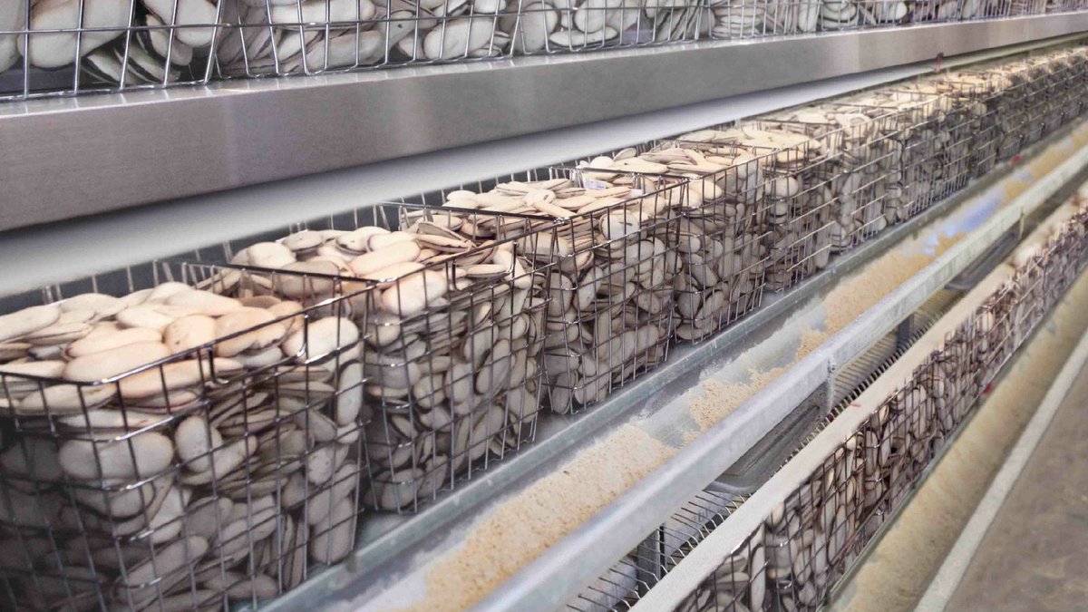 TheOnion's tweet photo. Pepperidge Factory Farm Under Fire For Inhumane Treatment Of Milanos https://t.co/x0eD6qANBx https://t.co/DjYNZeDyeg