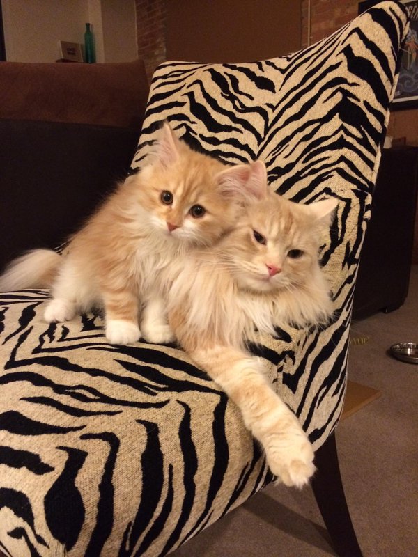 WarmingCuteness's tweet image. when ur tired of your little sibling