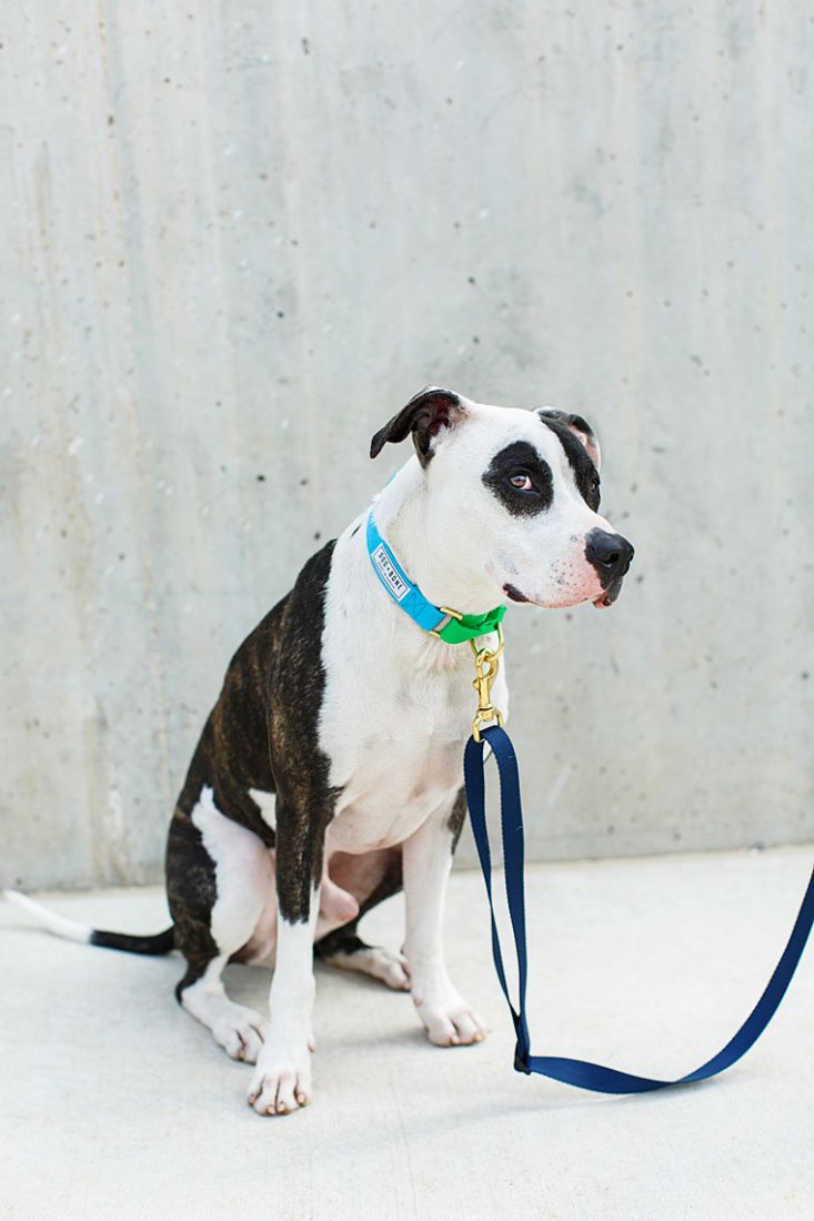 HandmadePet's tweet photo. Nicole Mlakar & @DogPlusBone + gorgeous dogs from @AustinPetsAlive — Brilliant! #MrsSizzle https://t.co/MYMaW8LKCQ https://t.co/iWfnU48rS7