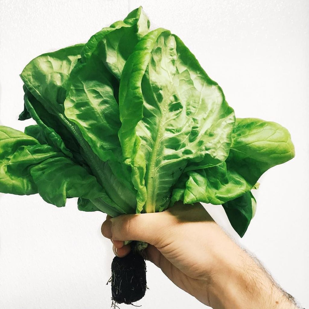 Only the freshest for our customers! 💚We are now using locally sourced greens for our salads and wraps. They also c…