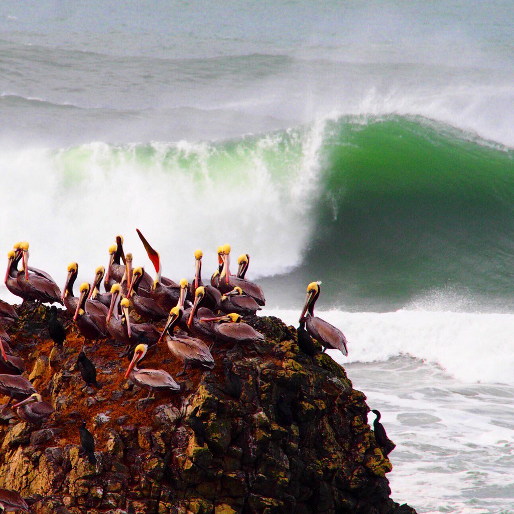 sandramardene's tweet photo. Brown Pelicans, Green Room #sealrock #photography #birdingOregon https://t.co/8tR3qgSsgo
