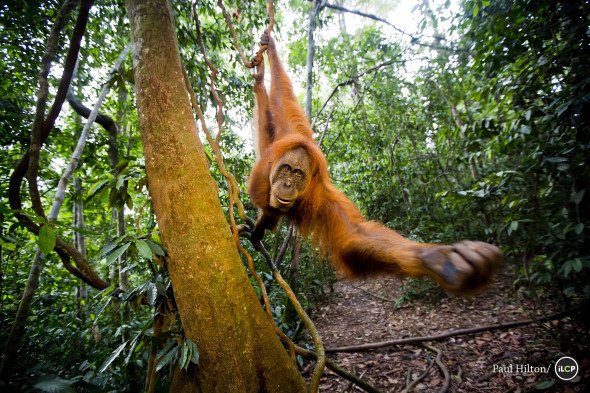 "There's hope that these companies can use their buying power to drive real change" bit.ly/1nDtrbL #palmoil