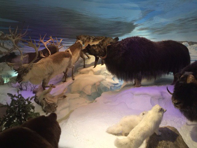 discodantheman's tweet photo. Arctic scene we did in Sidney. New spec FX on display this yr #naturalhistory #foremost5 #countdown #designimmersive https://t.co/Kt2deOWkzB
