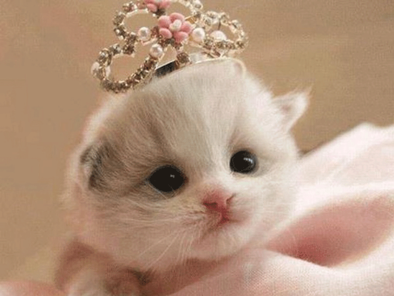 millionpicblog's tweet photo. Cute Princess Kitty #MillionPictureBlog
https://t.co/J2JzWbNbd6 https://t.co/8kIBmurftI
