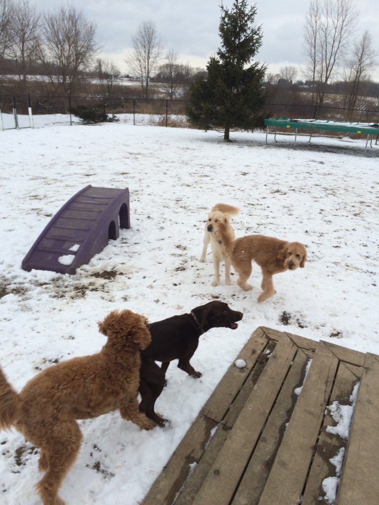 Country Paws (@countrypaws) on Twitter photo 