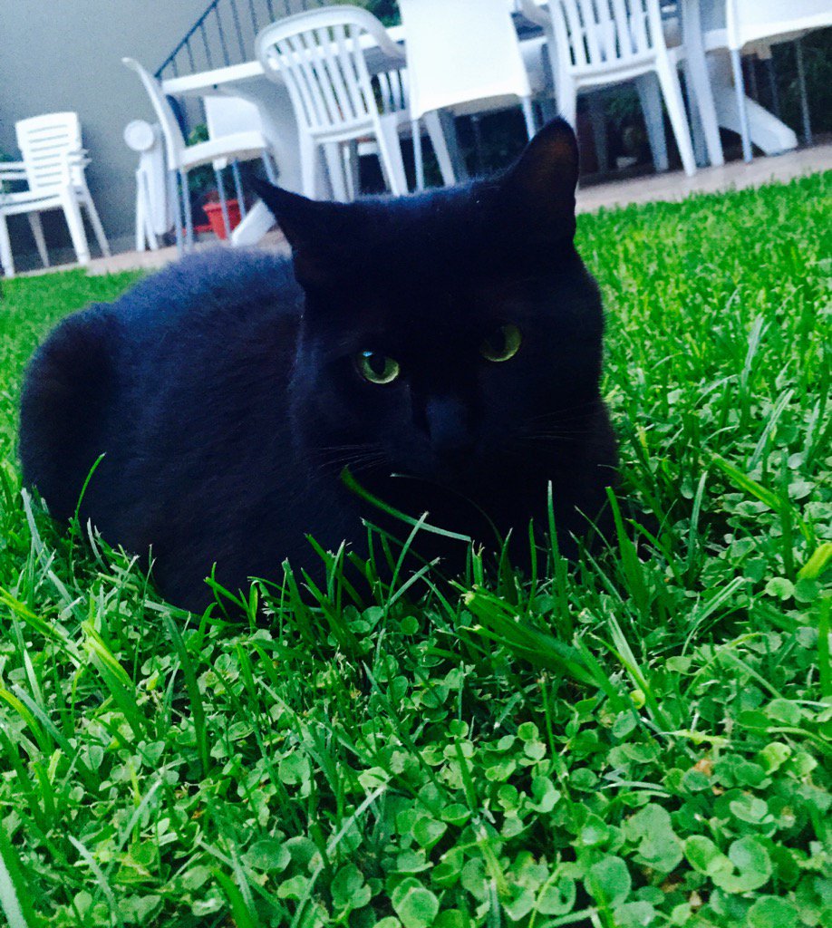 carlisottano's tweet image. #MiPantera!