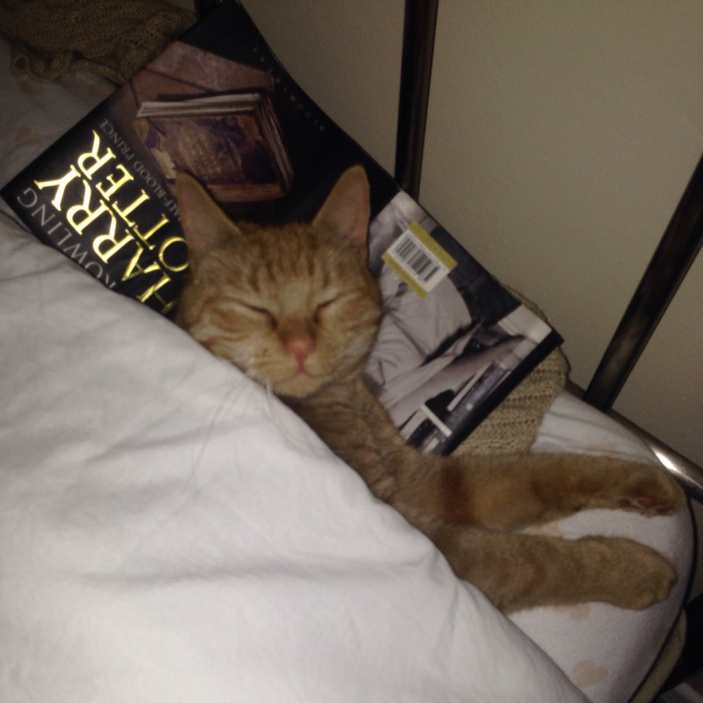 skyysteph's tweet photo. @jk_rowling Ed loves some #HarryPotter before bed! https://t.co/luQFTg3jlI