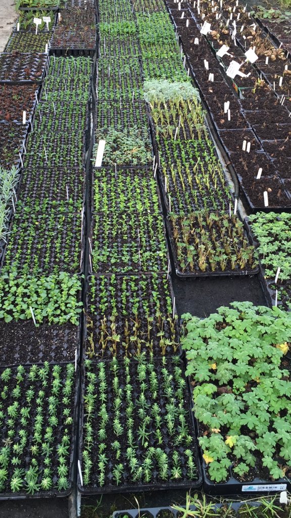 Wyndfarmplants's tweet photo. Prop room is looking full, everything is growing well 😌 #wyndfordfarmplants #Propagation #Satisfied #VisitOurWeb https://t.co/KtgLTmBMMS