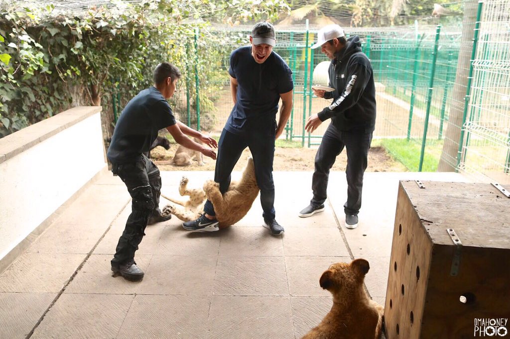 🐅 rare pic of me getting bit on my ass by a lion .. Didn't hurt bad and it's a pretty cool injury thanks <a href="/BJWTC/">blackjaguarwhitetige</a>
