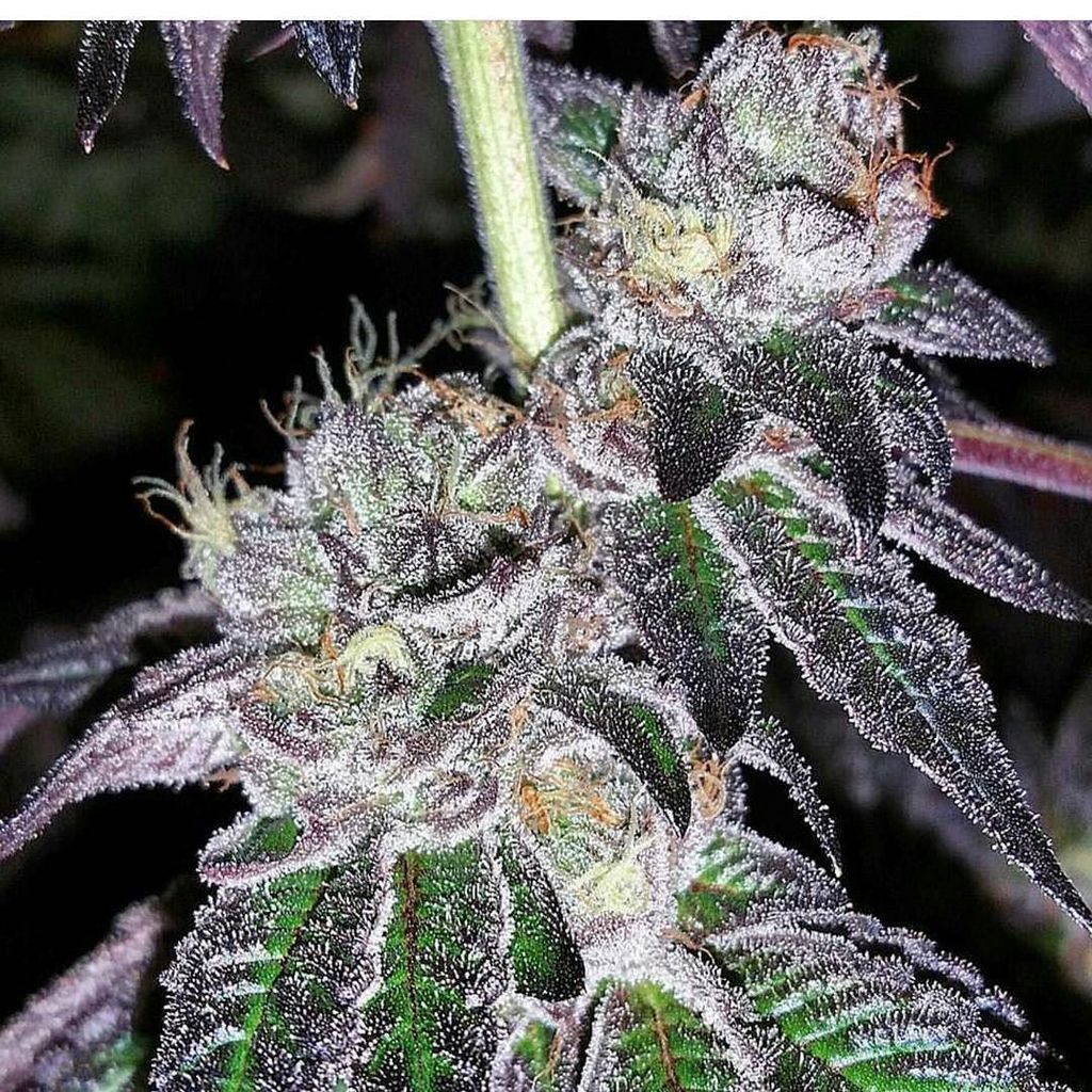 _chroniclady's tweet photo. Rainbow cookies grown by @clearwaterbuds these guys are smashing the game right now! #inhousearmy #breedingthefutur… https://t.co/FmA6Xiake3