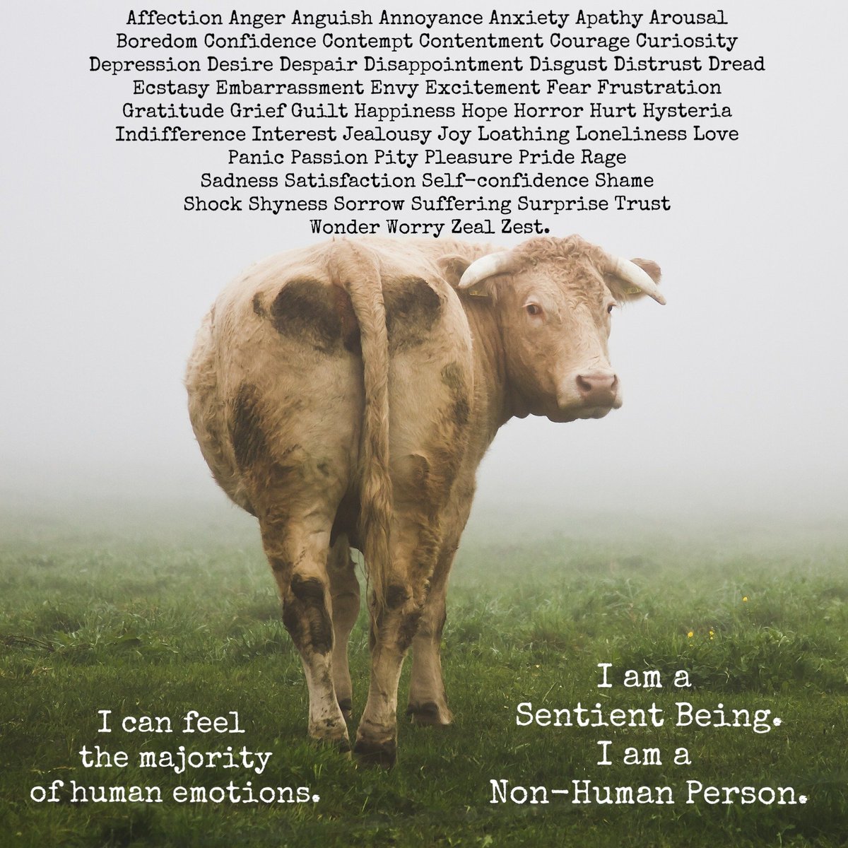 Did you know that cattle can have best friends? #SomeoneNotSomething #NonHumanPerson #GoVegan #LiveVegan #farm365