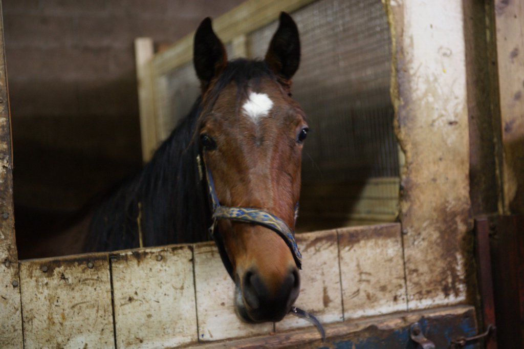 _CamChowder's tweet photo. Friday #Selfie 🐴
I love #HarnessRacing (and #carrots)

#Charlottetown #PEI
@Red_Shores 
#Camluck #Artsplace #Filly https://t.co/VUN2F4iywb